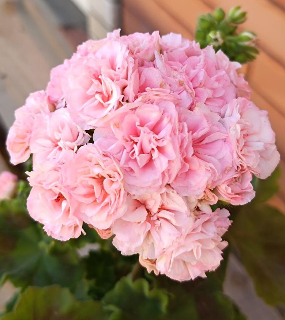 ЕС Персиковый Авантюрин 