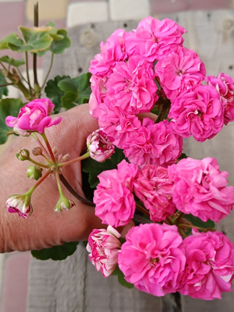 Ю Грушенька