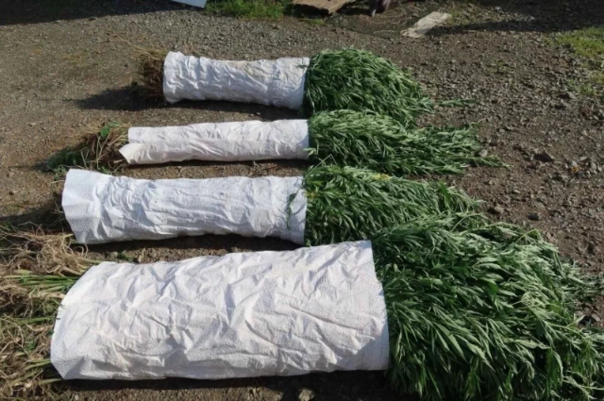    В Хабаровском крае женщину осудили за 720 кустов конопли среди ягод