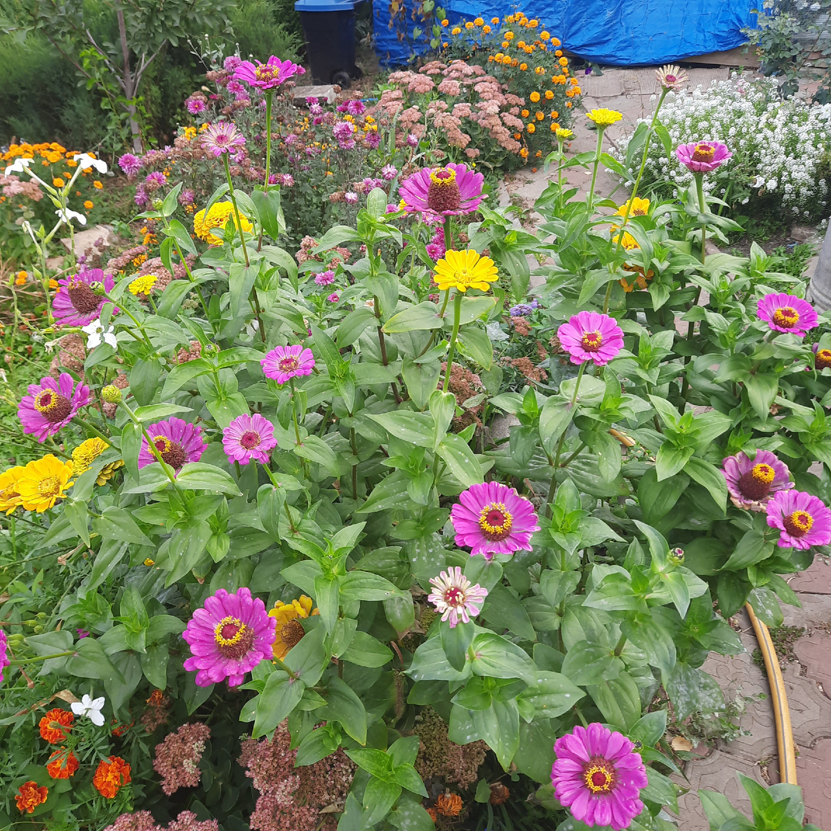 Цинии побило морозом и они почернели, выдернула все. Фото с прошлой недели. На их место вдоль дорожки сажала тюпаны, семейками по 5 шт