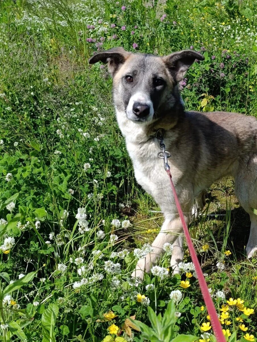 Буча научилась выгуливаться на поводке