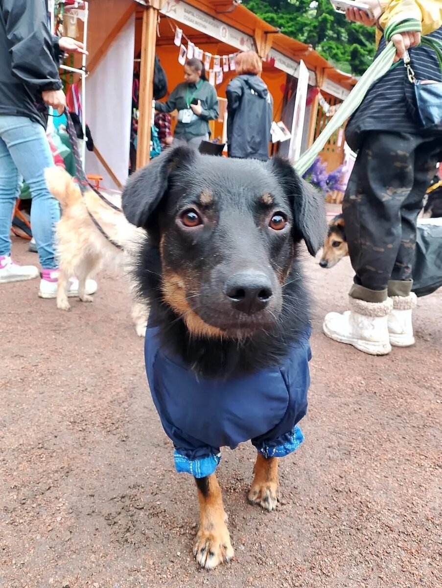 Ягда, спасенная собака с трассы