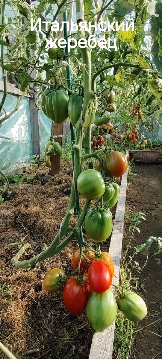 Итальянский жеребец