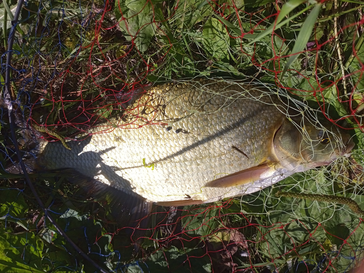 Осенний лещ.