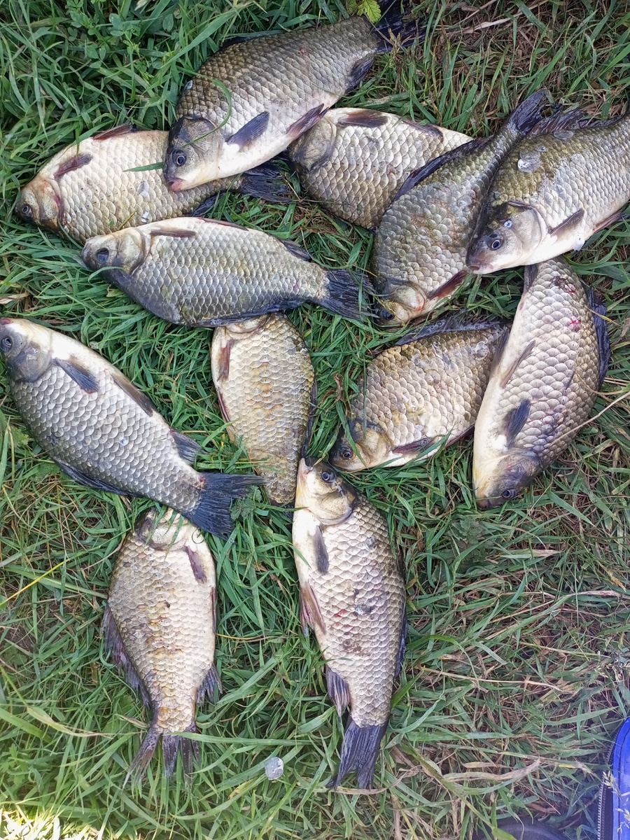 Осенние караси