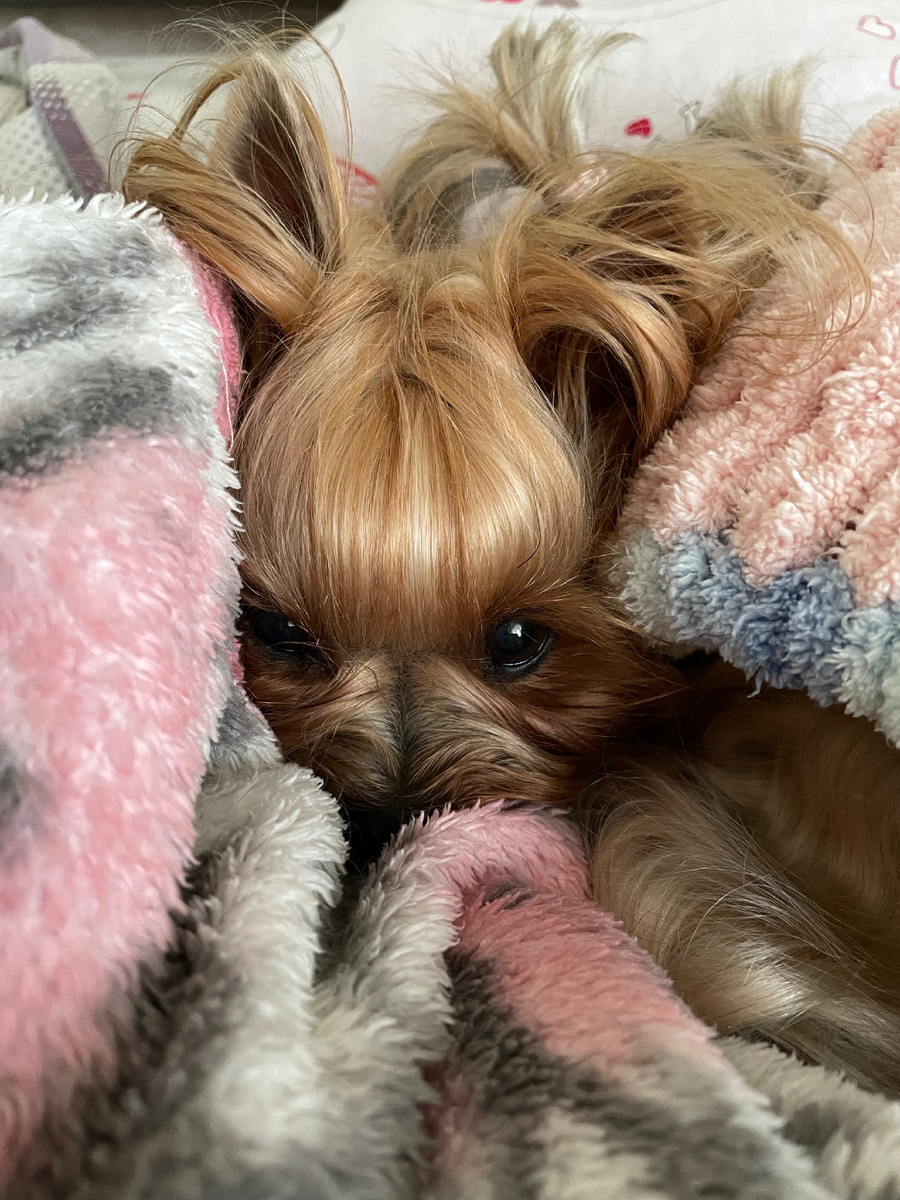 От страха просто отнялись лапки … Это было ужасно . 