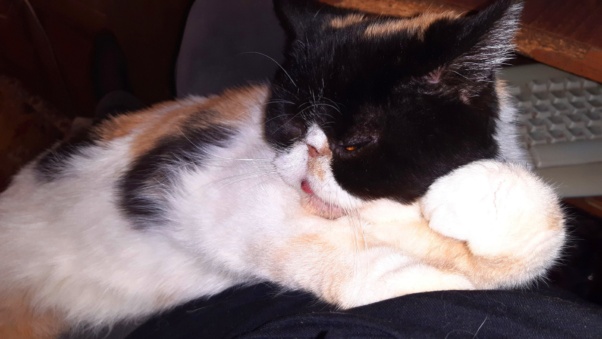 Моя девочка