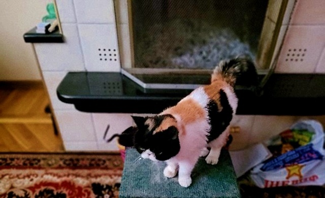 Моя красавица