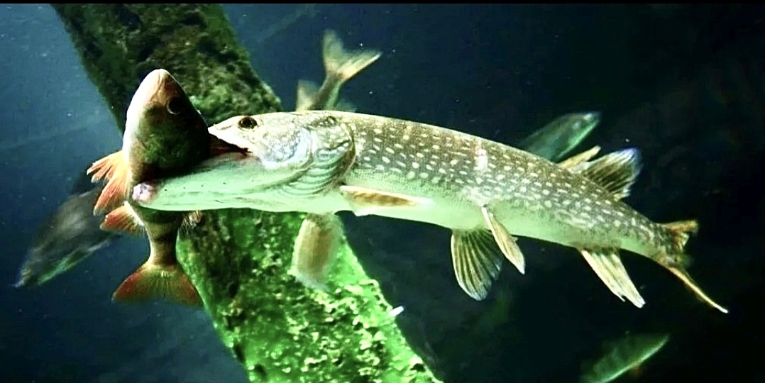 Можно-ли прикормить хищную рыбу?