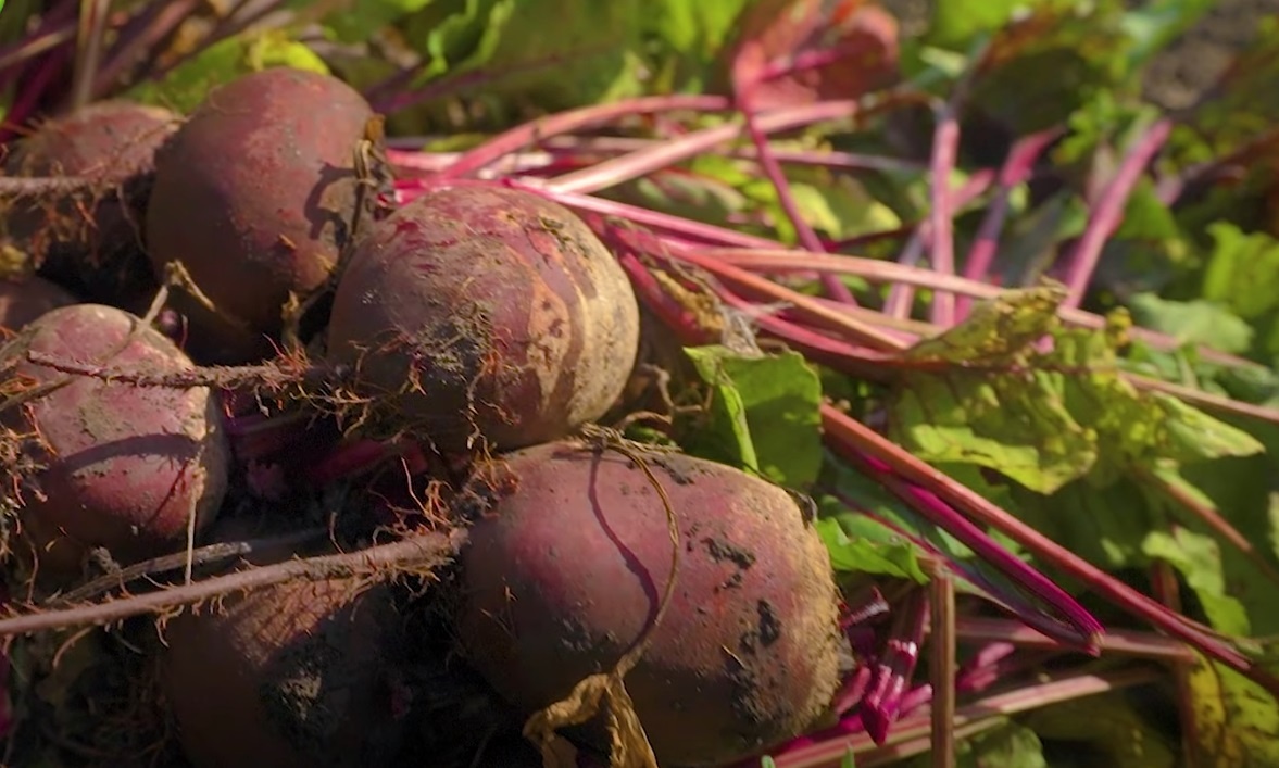 Календарь садовода-огородника: Что нужно успеть сделать с 6 по 10 октября 2025 года