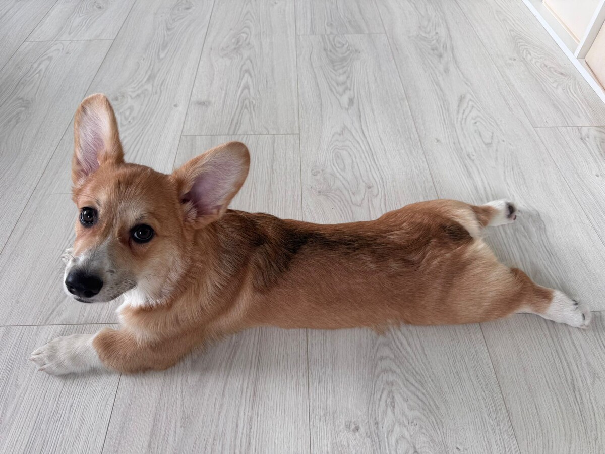    Не грызут мебель и не воняют псиной: 3 самые аккуратные породы собак - идеальны для квартиры