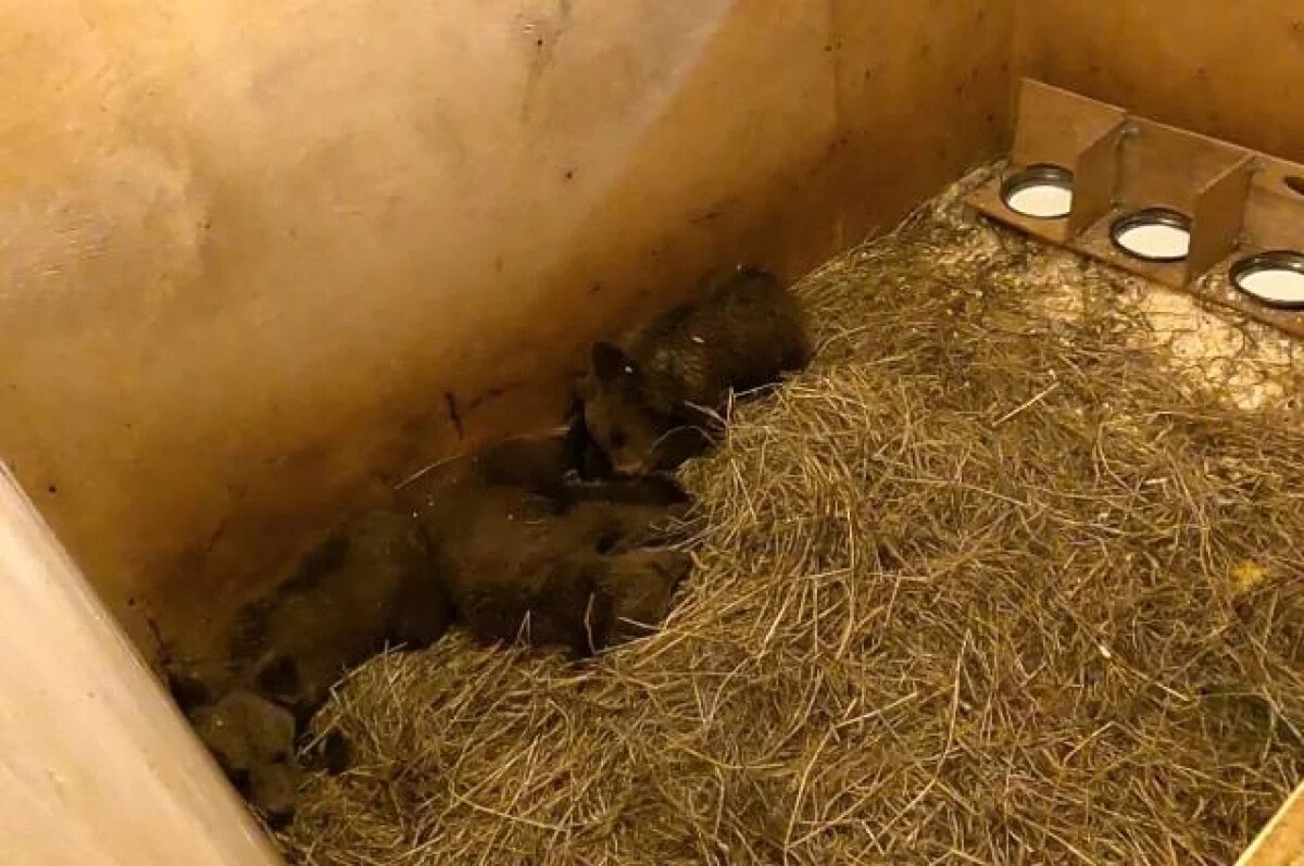    В тверском Центре биологи готовят медвежат к выпуску