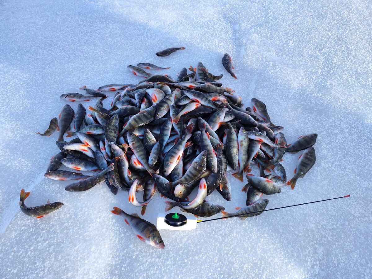 Это фото из интернета с чемпионата по блесне в Свердловской области, там окунь видно покрупнее, наши то ловят еще  мельче.