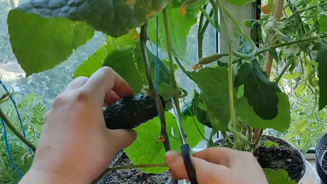 Мои огурцы в феврале — без ламп, при обычной комнатной температуре. Урожай стабильный уже пятую зиму