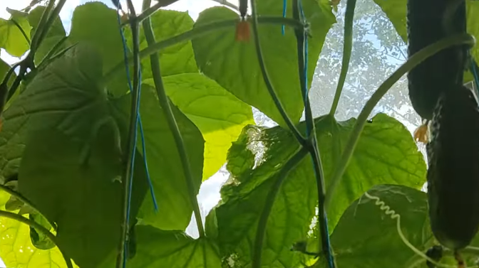 Влажность 55% — оптимальная для зимних огурцов. Миска с водой решает проблему сухого воздуха