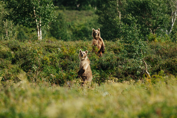 JP. Baldus/Shutterstok/FOTODOM  