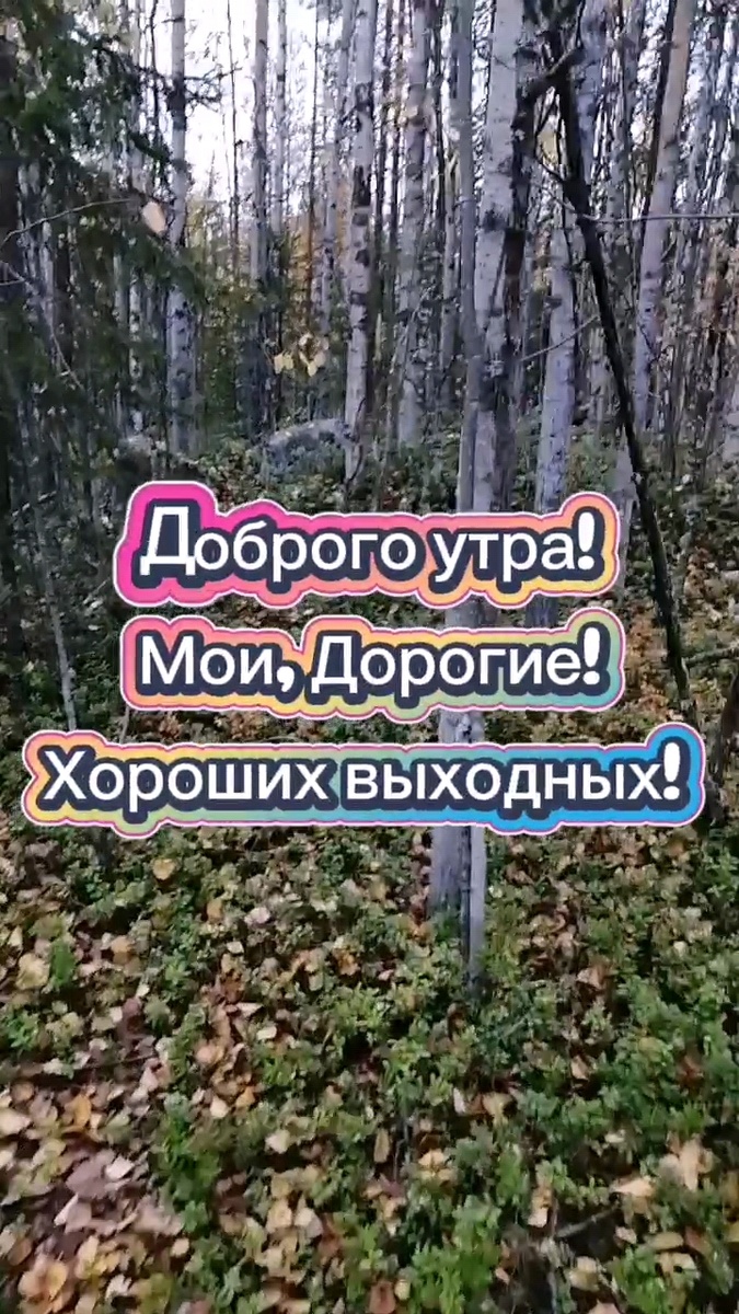 Лес прекрасен осенью! 