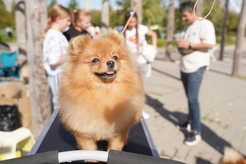     Фото: ЦПКиО.