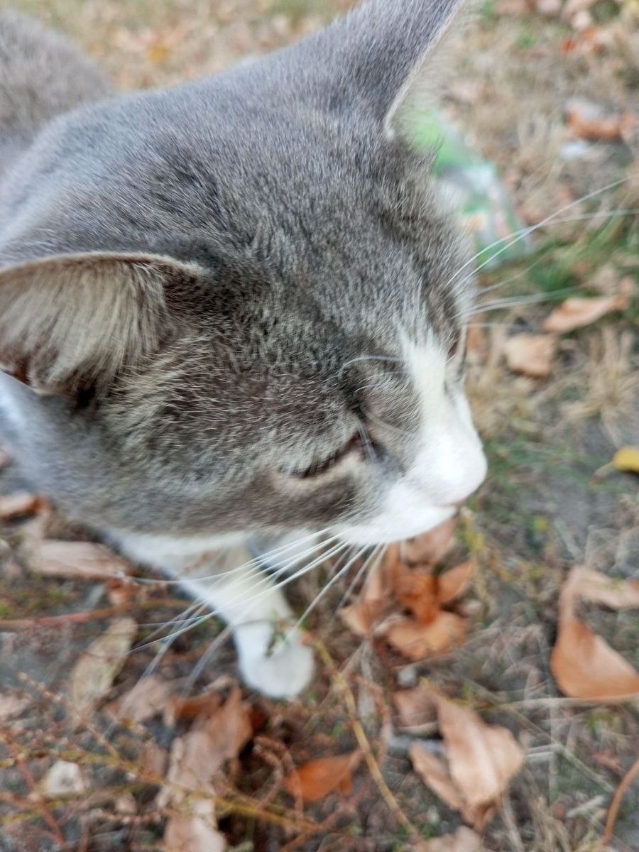 Береги себя, котик!