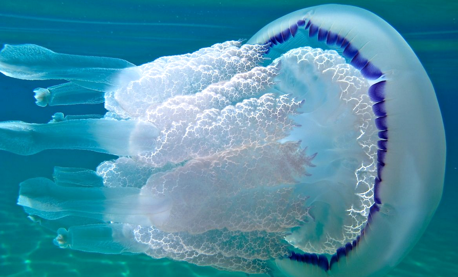 самые опасные обитатели черного моря для человека