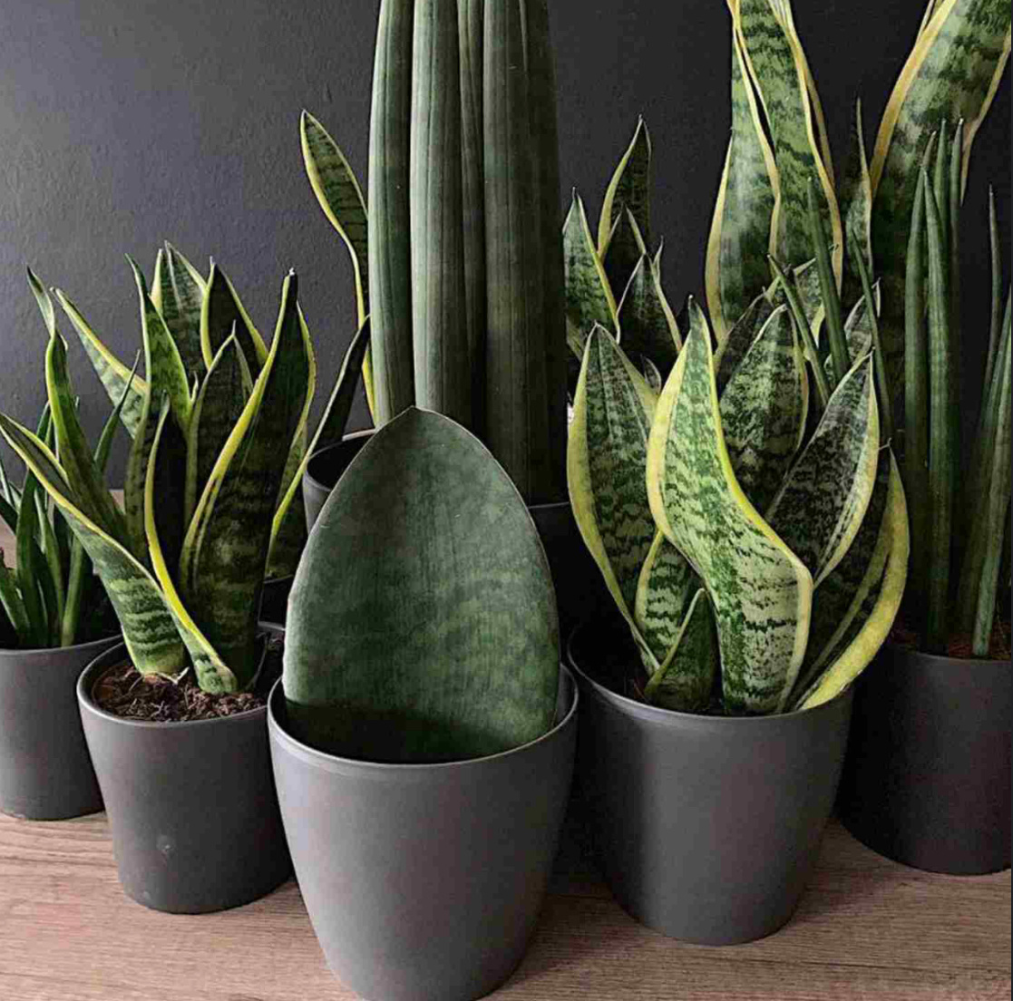 Да, это всё она, просто разные сорта! (Фото из открытых источников, для примера)