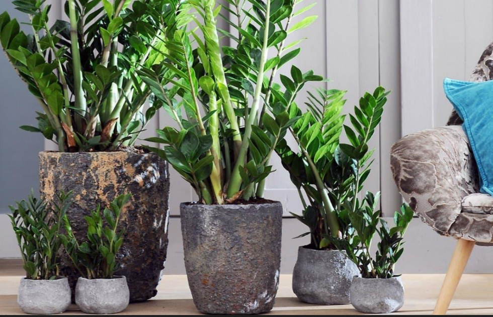 Присмотритесь к нему, тоже очень много интересных сортов (фото взято из открыты источников, для примера)