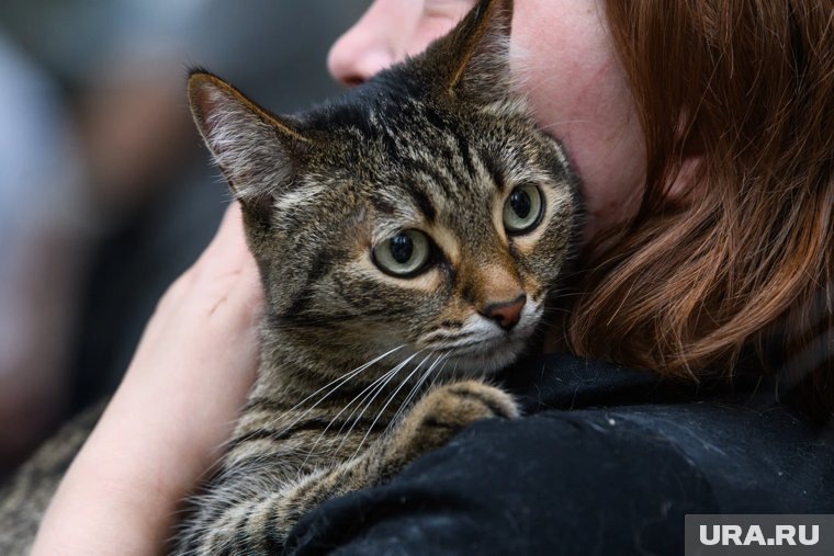    Приюты готовы отдавать животных, но требуют от новых хозяев большой ответственности