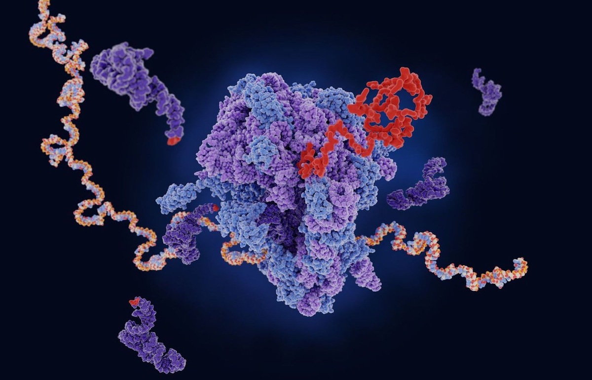    Биологи МГУ опровергли постоянство белкового состава рибосом.