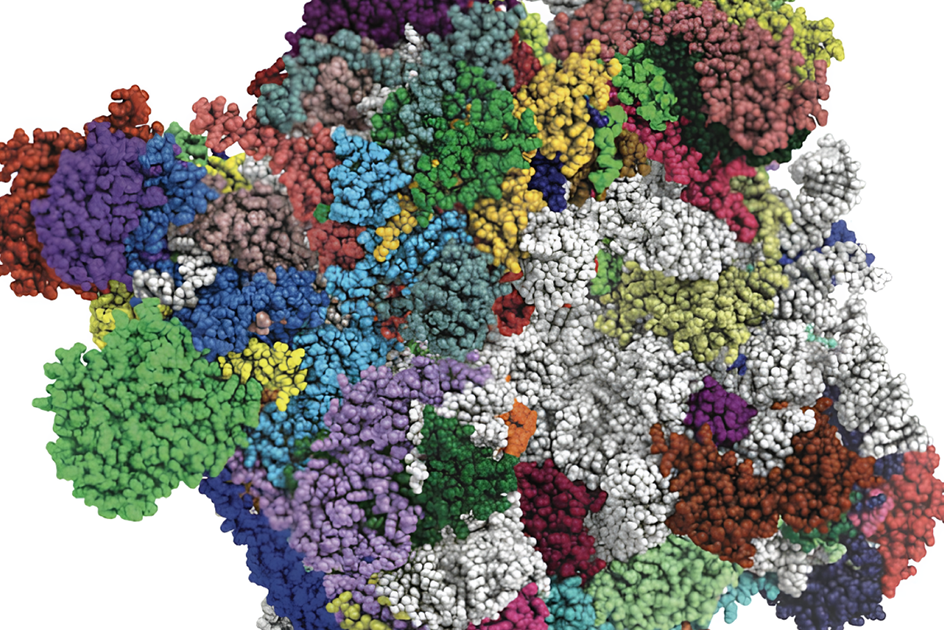    В митохондриях пекарских дрожжей одновременно присутствуют рибосомы разного белкового состава.
