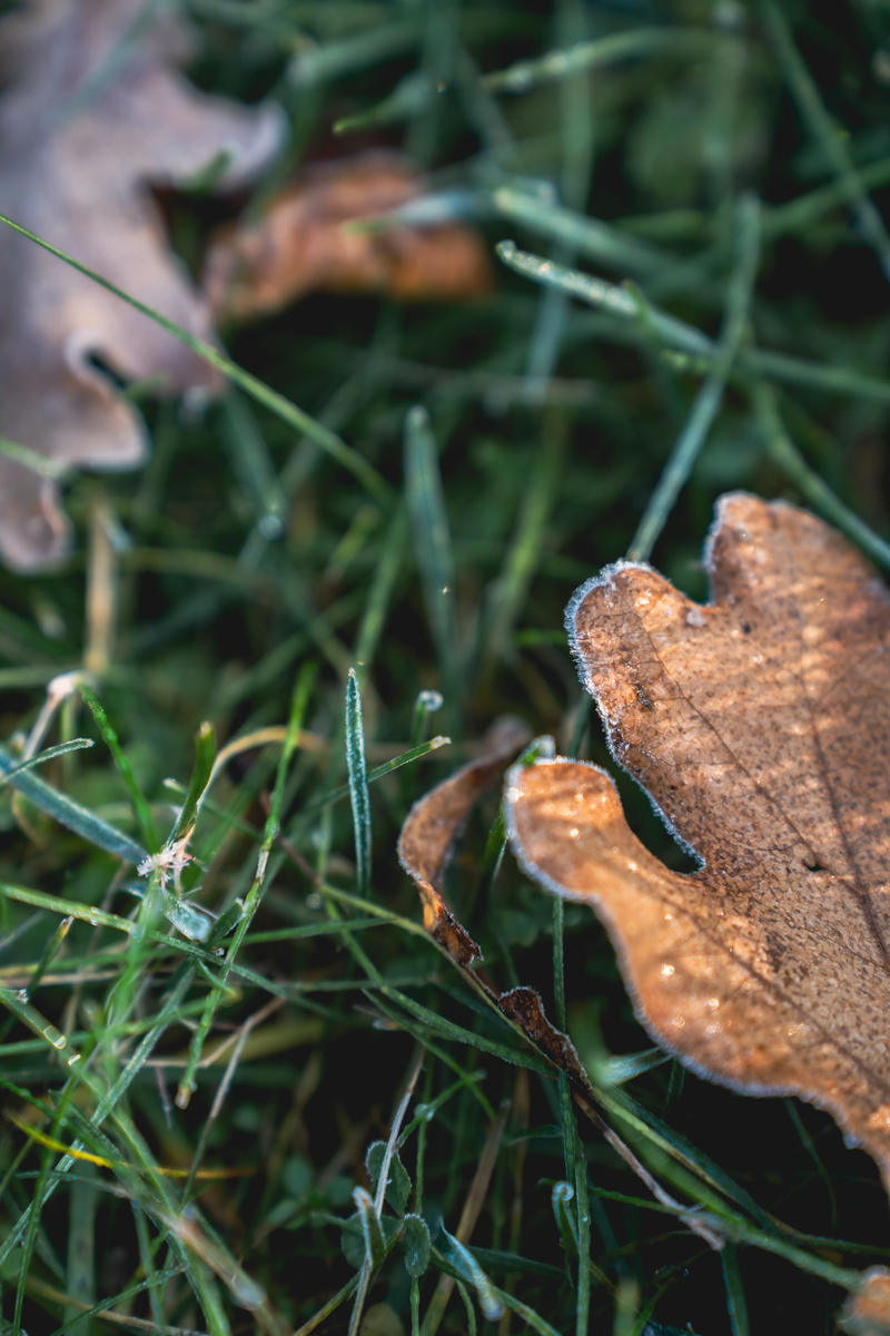 Подмороженные листики в парке.