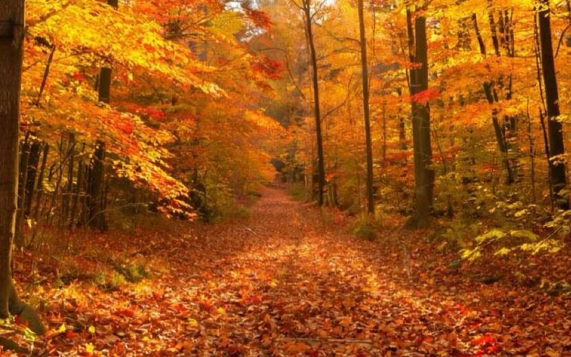    Гороскоп по дате рождения на день – 5 октября: Близнецам быть внимательным к словам, а Львам стоит доверять интуиции