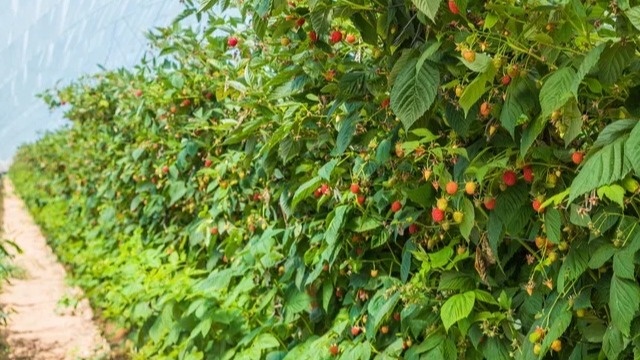 Размещаю кусты малины на расстоянии 120 см друг от друга. Урожай с ряда 15 кг к августу