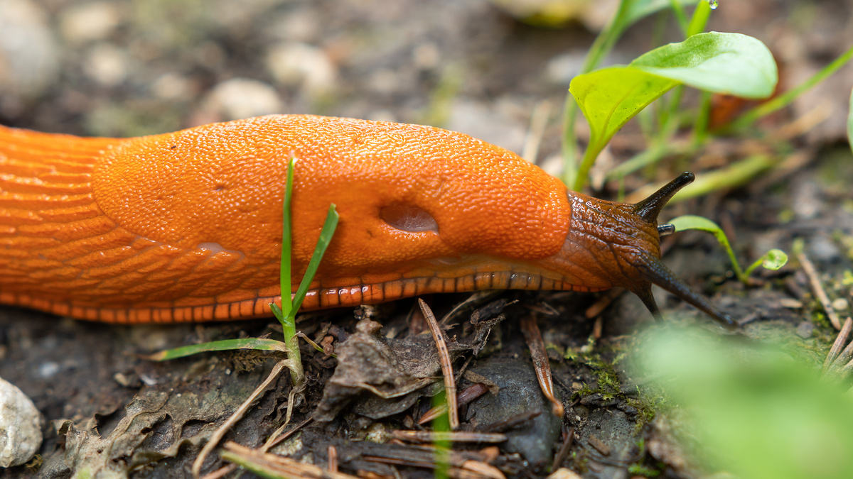     Фото: Tob1900/Shutterstock/FOTODOM Слизни ведут преимущественно ночной образ жизни, а днем прячутся под камнями, листьями и в других влажных укрытиях