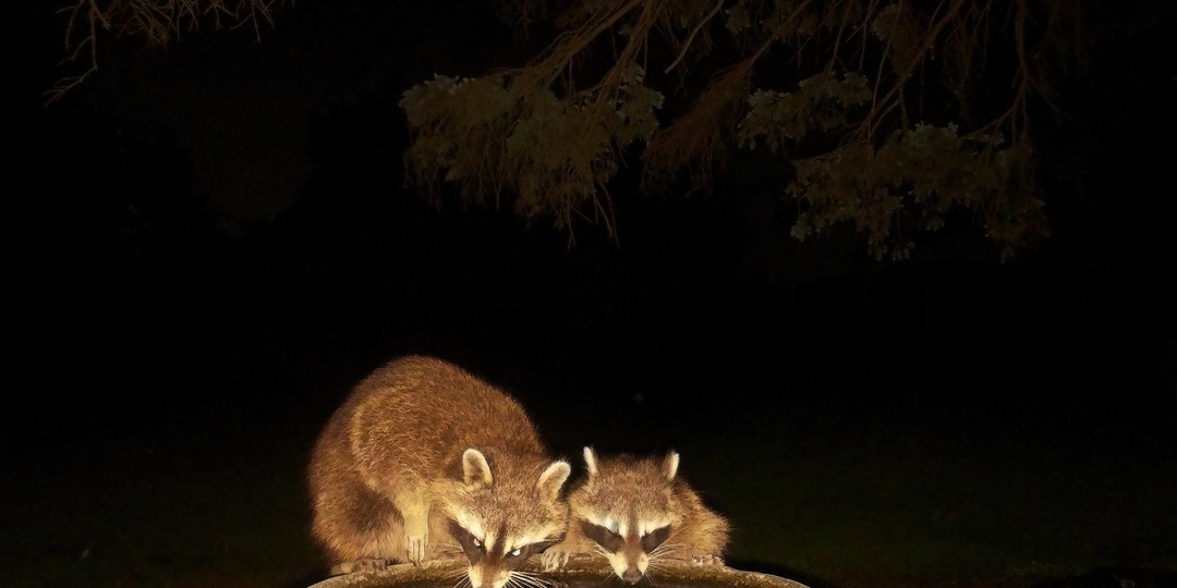 Еноты милые, но могут замуровать вашу кошку в стене и наградить ее червями-паразитами в мозге