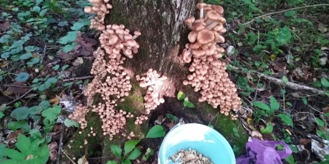 В Венёвском районе грибник собрал 12 вёдер опят