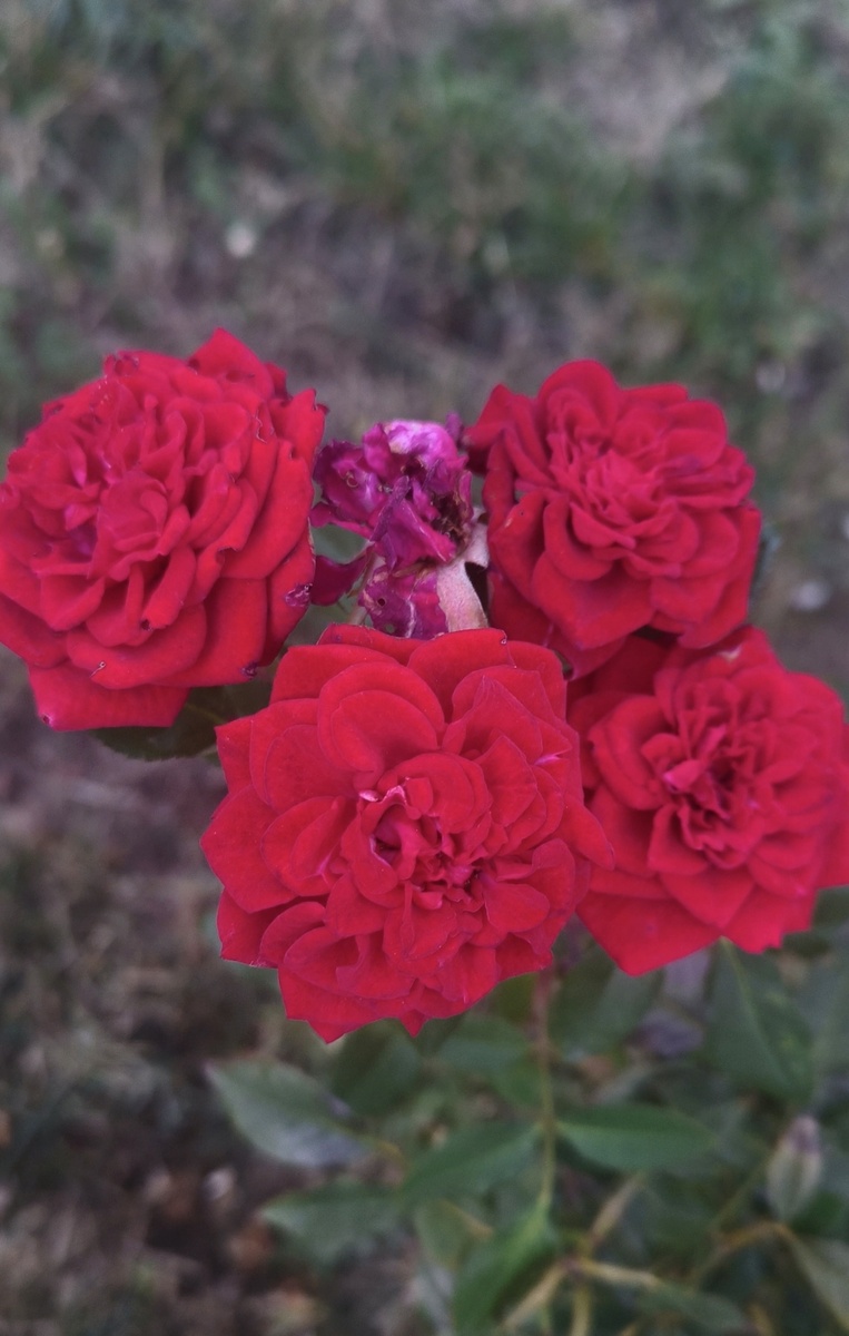 Цветочки возле моего дома