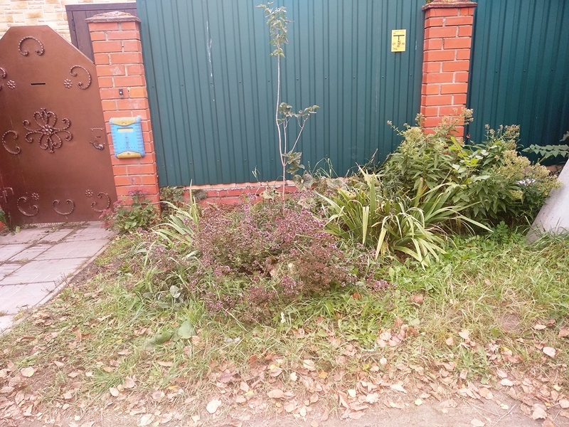 Душица в приствольном кругу сирени