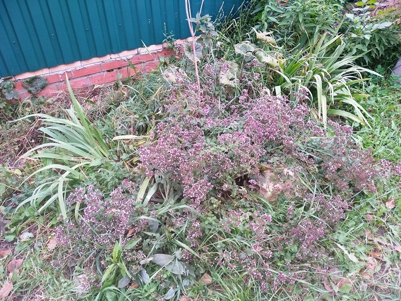 Посмотрите, как вышно цветёт душица