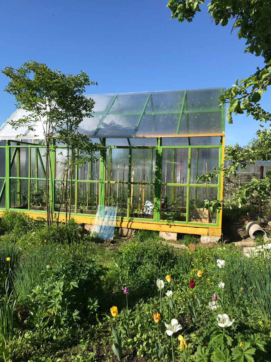 Моя теплица. Фото сделано весной.