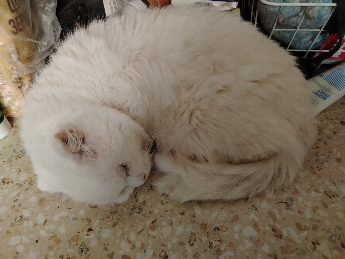 Сиропчик спит. 