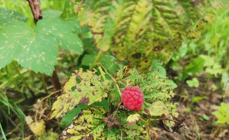    Фото: Лукьянов Дмитрий, AgroXXI.ru