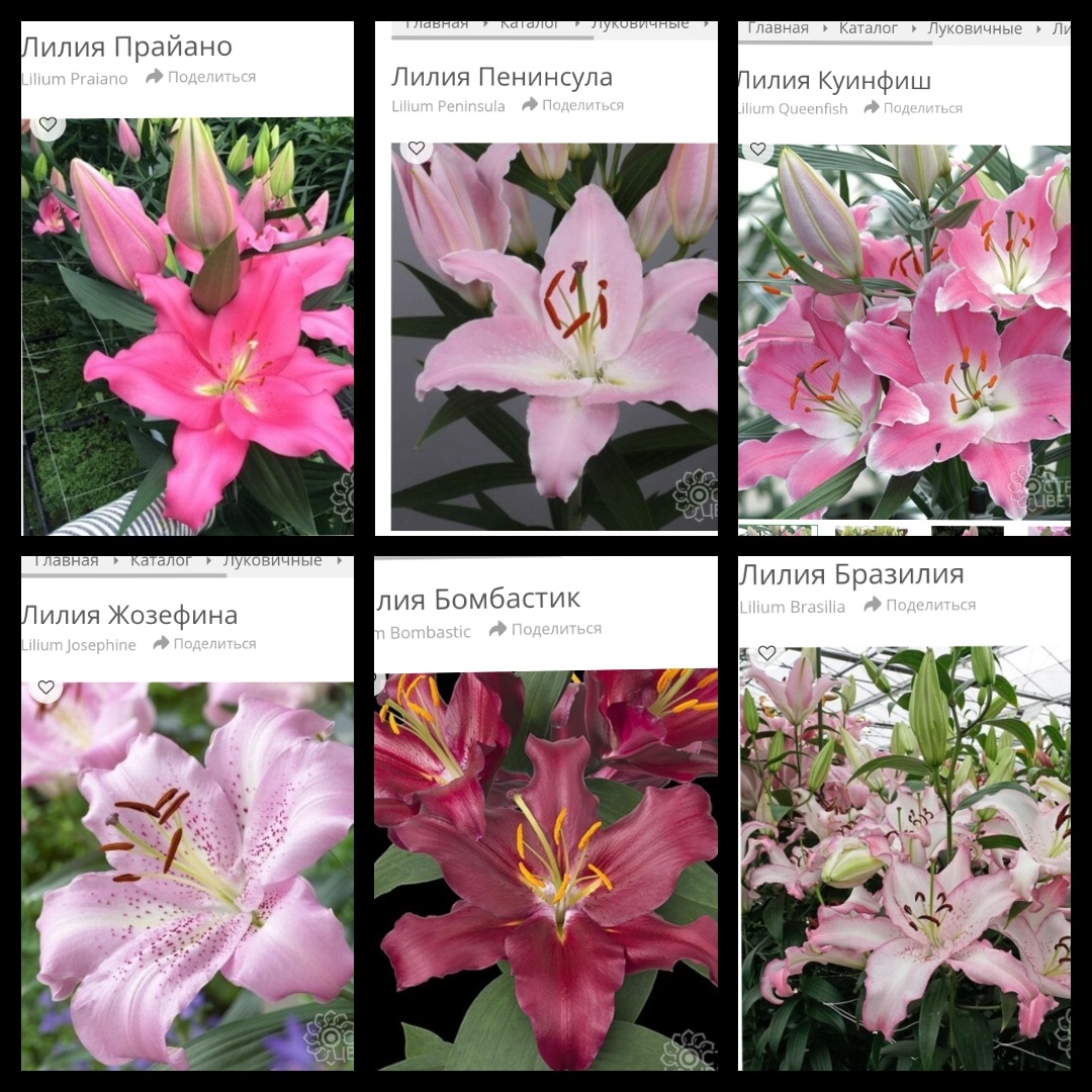 Вот такие сорта выбрала