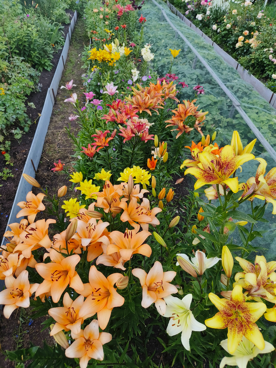 Самые беспроблемные азиатки и Ла-гибриды