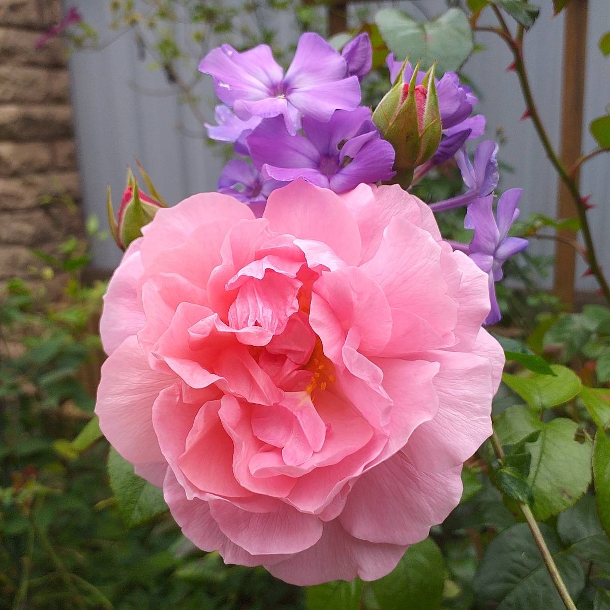 фото автора, роза Строберри Хилл