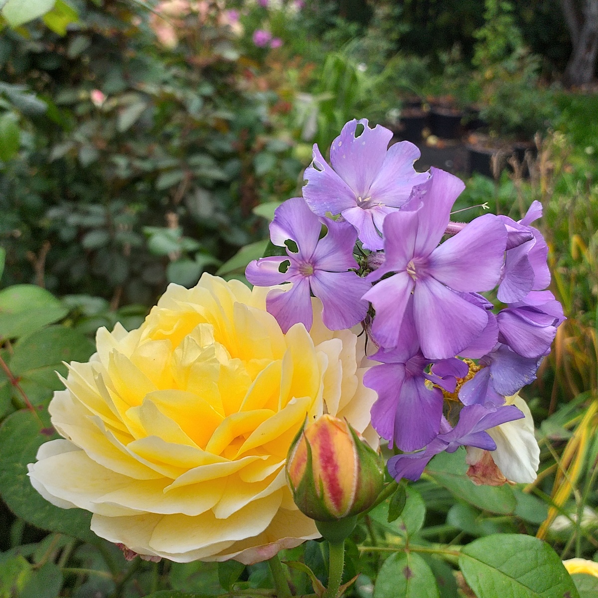 фото автора, роза Чэрити