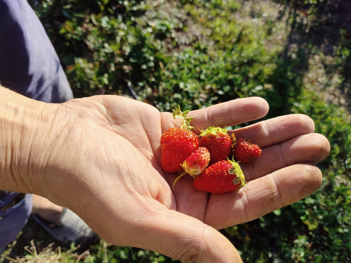 Небольшой урожай... Но сладкий ))