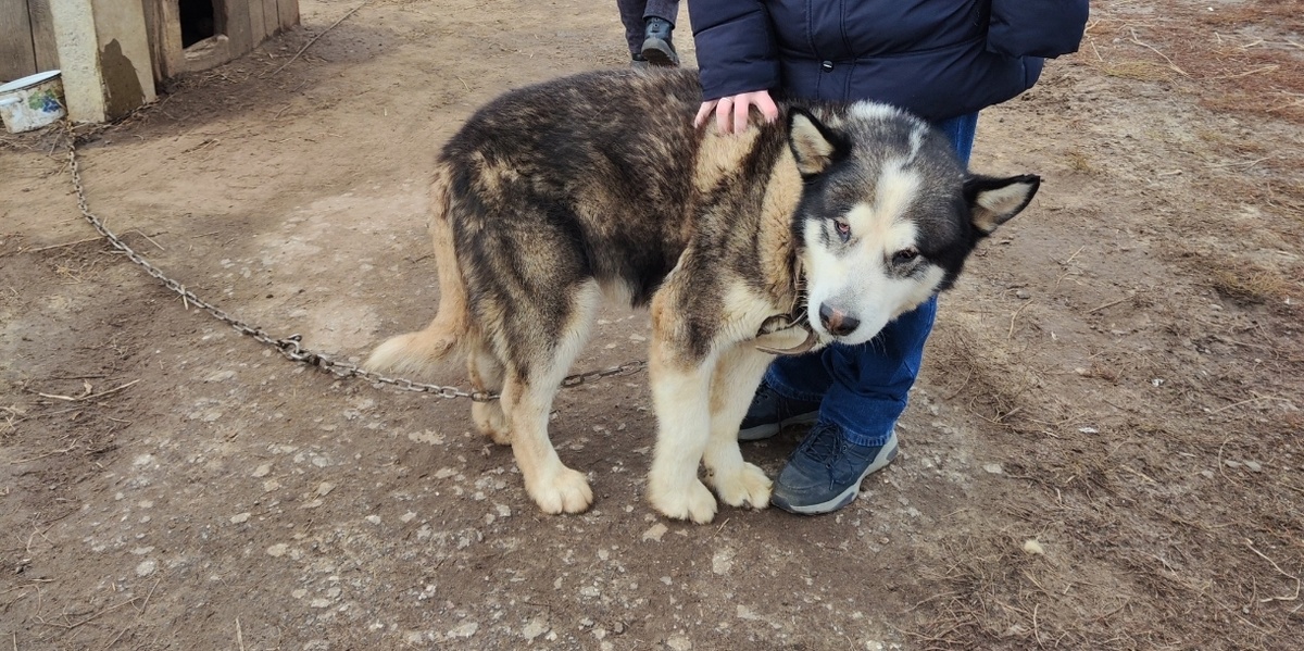 На фото он кажется маленьким, но на самом деле это довольно крупных размеров пес