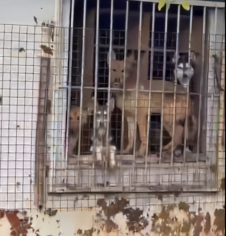     Фото: Скриншот видео