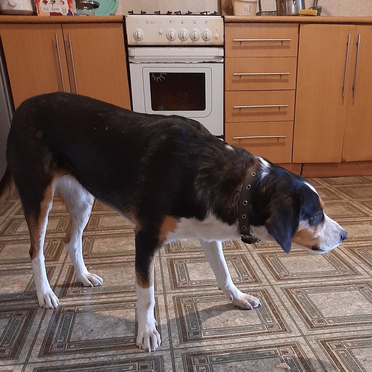 Чапа - красавица!