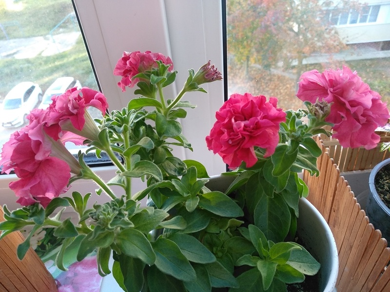 Куст петунии «Валентины». Фото автора. Октябрь